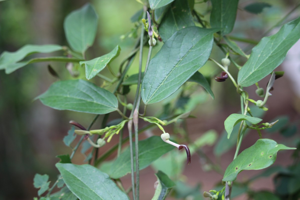 Aristolochia indica L.